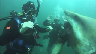 shark