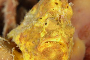 frogfish