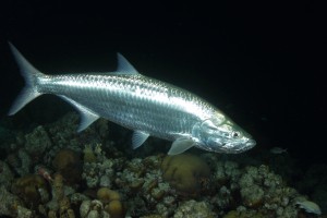 tarpon